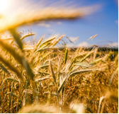 thermal blanket agriculture and grains